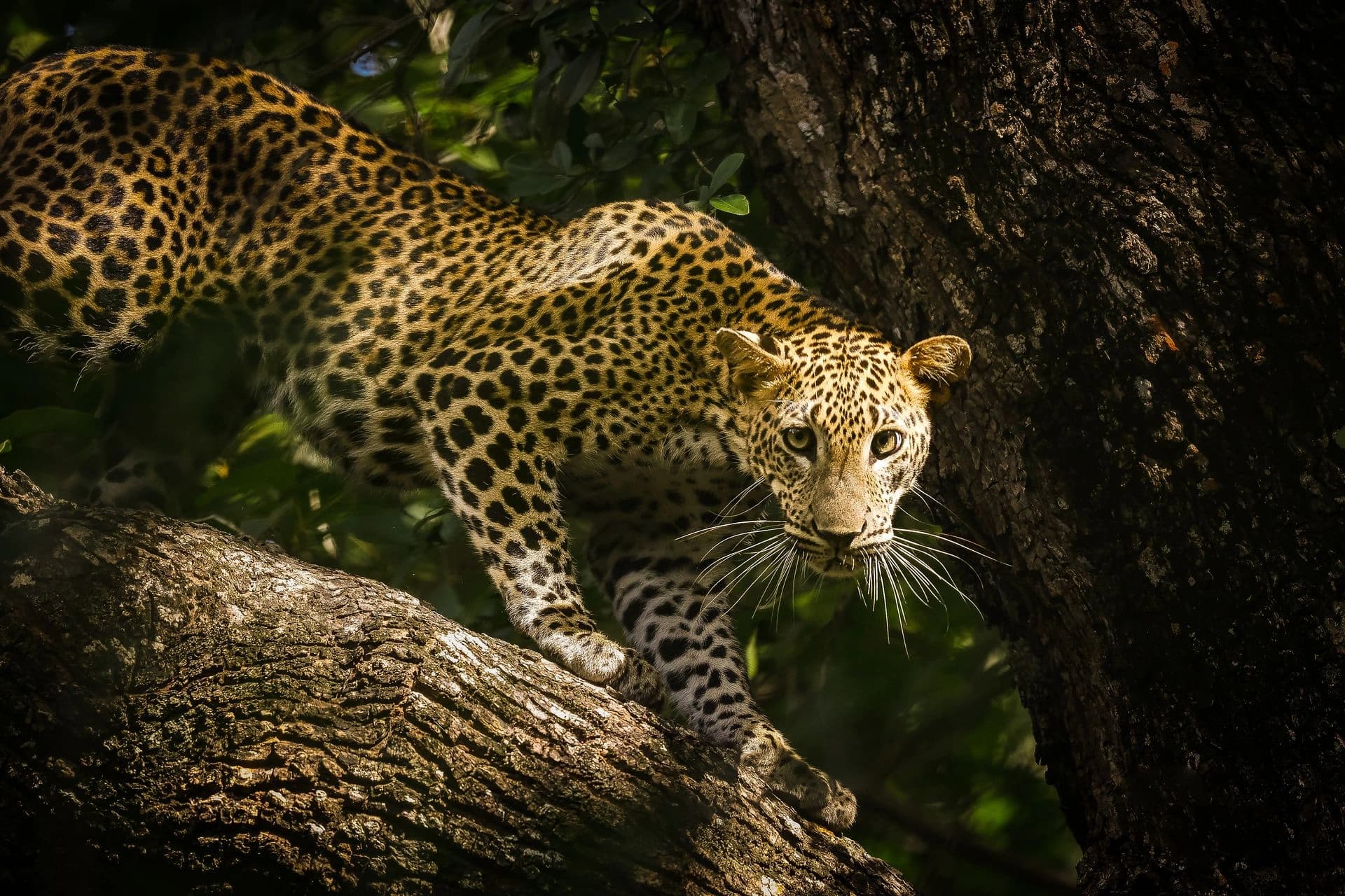 Yala National Park Safari